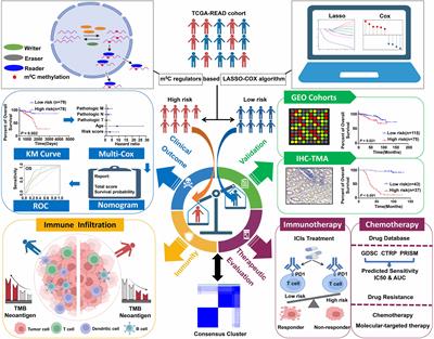 Developing an m5C regulator–mediated RNA methylation modification signature to predict prognosis and immunotherapy efficacy in rectal cancer